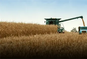 El precio del maíz acumula 15 días por debajo de los 6 mil pesos