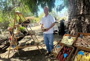 Rojo Zapotitlán: el maíz criollo creado en Ahome para producir harina gourmet