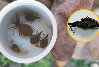 ¿Por qué le dicen chinche besucona? El peligroso insecto que transmite la enfermedad de Chagas