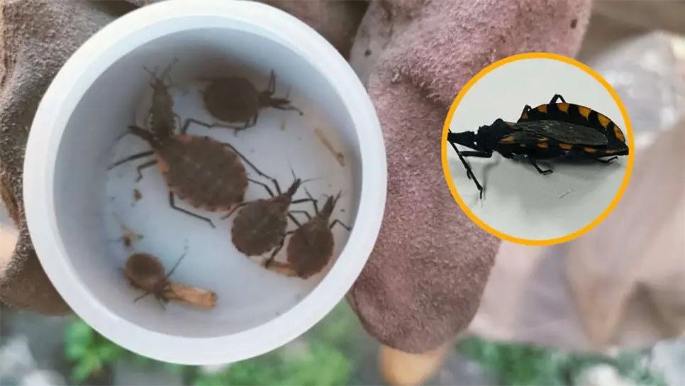 FOTO: ¿Por qué le dicen chinche besucona? El peligroso insecto que transmite la enfermedad de Chagas