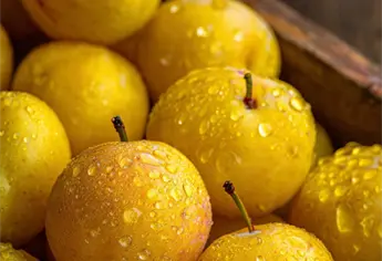 Ya hay ciruelas en Sinaloa ¿cuál es su precio y la mejor temporada para consumirlas?