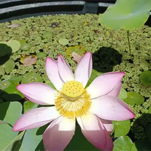 Florece la emblem&aacute;tica flor de loto en el Parque Sinaloa