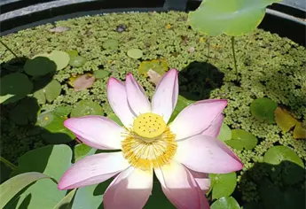 Florece la emblemática flor de loto en el Parque Sinaloa