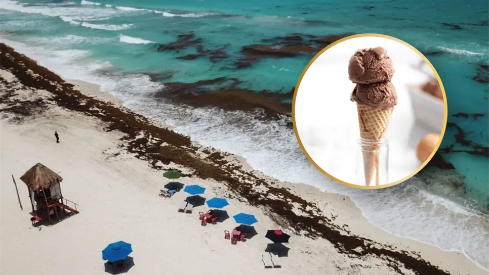 ¿Helado de sargazo? Proyectan aprovechar esta alga invasora en el Mar Caribe