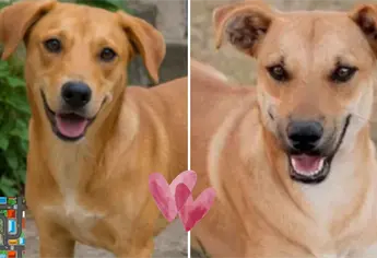 “Perro caramelo”, el can mexicano de las calles que no tiene linaje, pero sí presencia; así nació