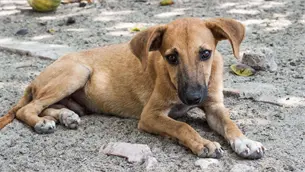 &iexcl;En un perro! Detectan gusano barrenador en Durango cerca de Sinaloa; autoridades en alerta