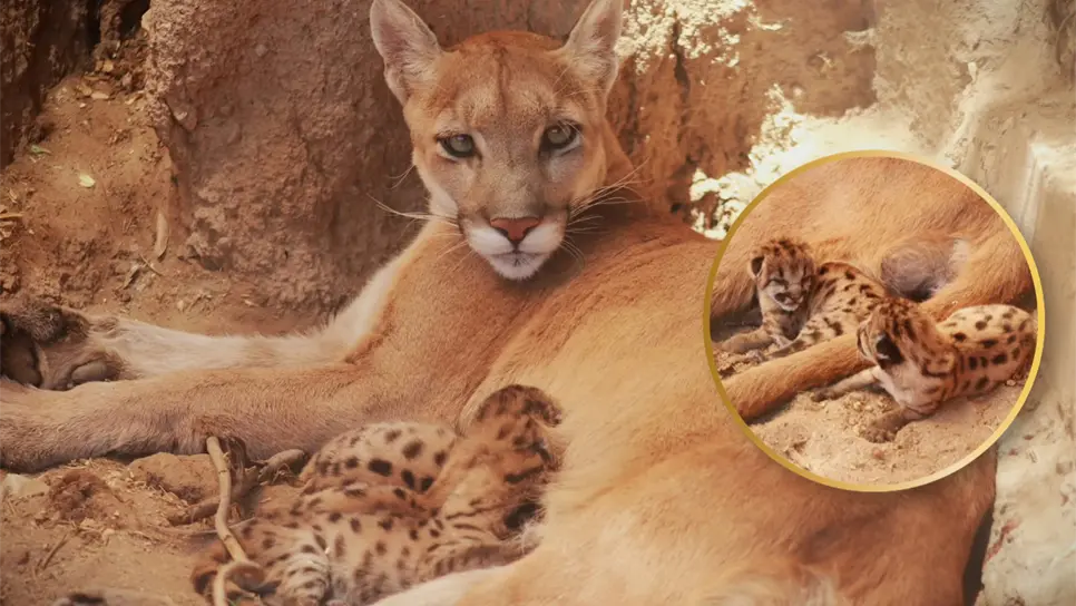 Nacen 3 crías de puma en Sonora; así lucen los pequeños felinos, hijos de Bacanora | VIDEO