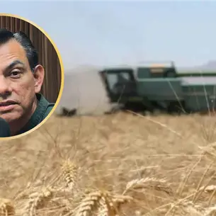 Trigueros del norte de Sinaloa tienen 85% de avance en pagos; llaman a productores a facturar