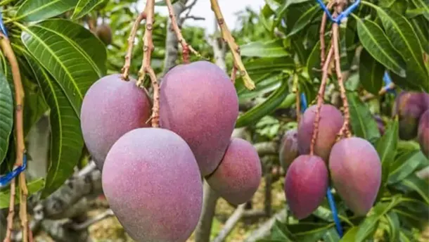 Nota Relacionada de Agro