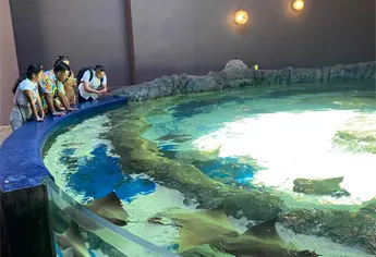 ¿Quieres alimentar rayas y capibaras en el Acuario de Mazatlán? Esto cuesta la experiencia