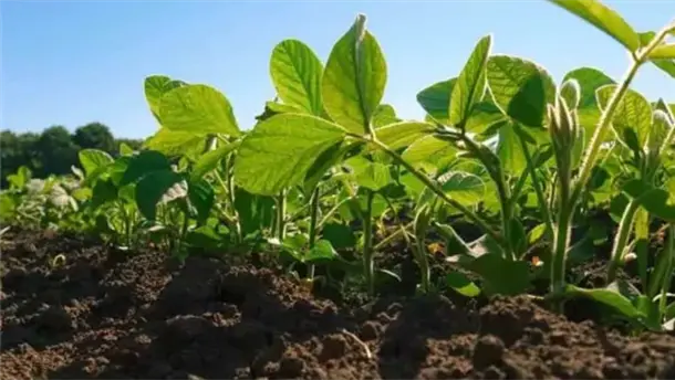 Nota Relacionada de Agro