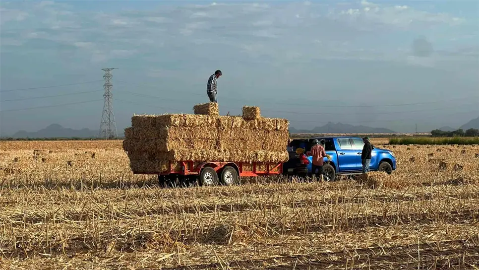 Lluvias reavivan la esperanza en el campo: ganaderos de Sinaloa ven recuperación tras la sequía