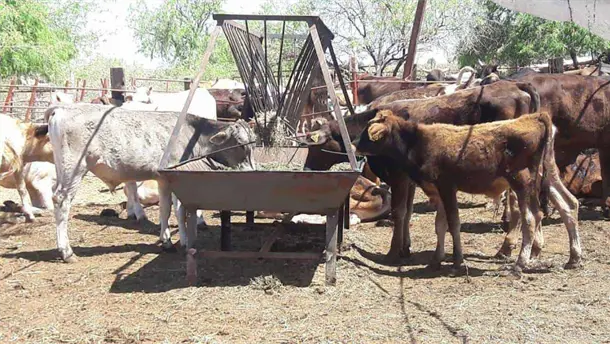 Nota Relacionada de Sinaloa