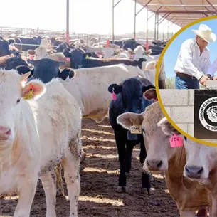 Gobierno de Sonora activa su Centro Integral Ganadero: &iquest;Qu&eacute; es y para qu&eacute; sirve?