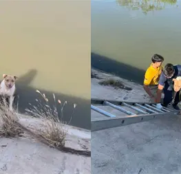 Rescatan a perrito que cay&oacute; al arroyo Jabal&iacute;es de Mazatl&aacute;n