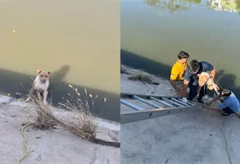 Rescatan a perrito que cayó al arroyo Jabalíes de Mazatlán