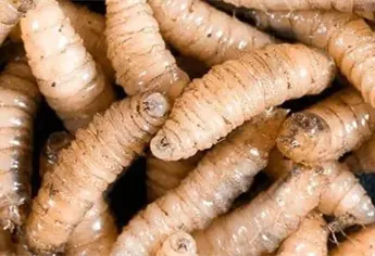 Mosca del gusano barrenador ya está en Sinaloa; llaman a curar heridas para evitar primeras gusaneras