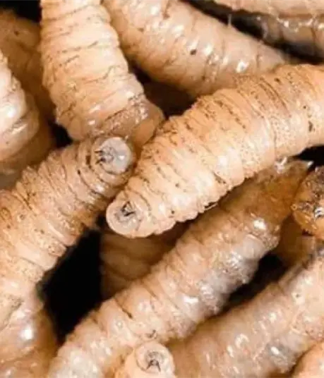 Mosca del gusano barrenador ya est&aacute; en Sinaloa; llaman a curar heridas para evitar primeras gusaneras