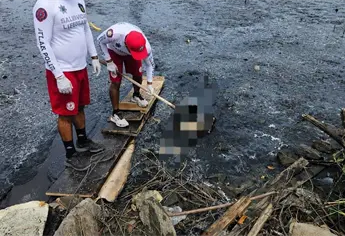 Localizaci&oacute;n de restos movilizan a autoridades a marisma de Mazatl&aacute;n; se trataba de un cerdo