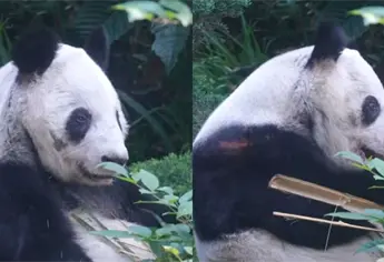 “Xin xin”, el oso panda de Chapultepec cumple 36 años y así luce el ejemplar chino