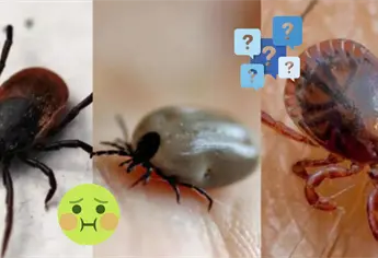 ¿Garrapatas en casa? Con el calor salen estos parásitos: ¿cómo eliminarlos?