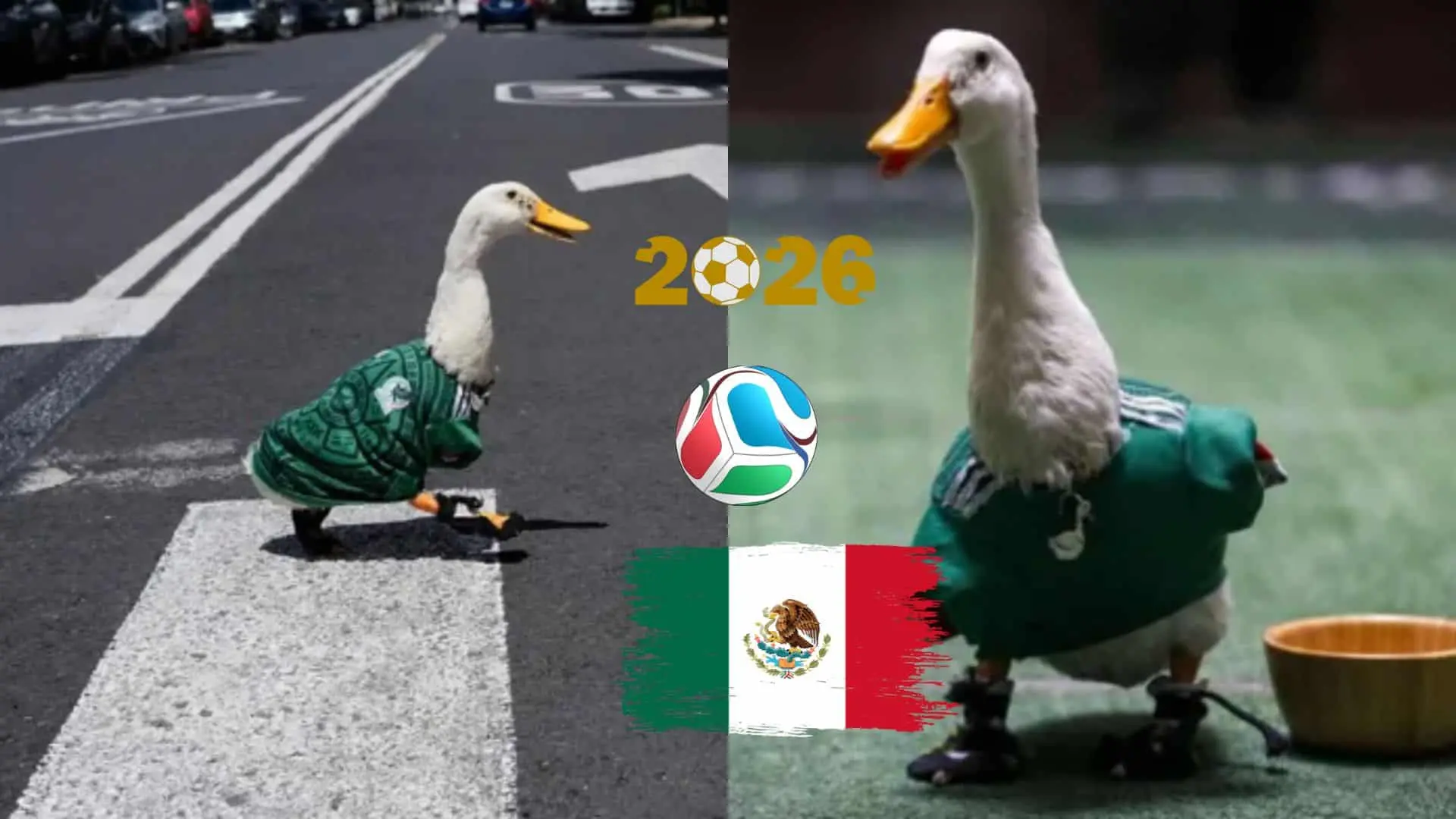 Pato "Merlín", la mascota no oficial del Mundial que adoptaron los mexicanos y ahora es embajador del evento Pato "Merlín", la mascota no oficial del Mundial que adoptaron los mexicanos y ahora es embajador del evento
