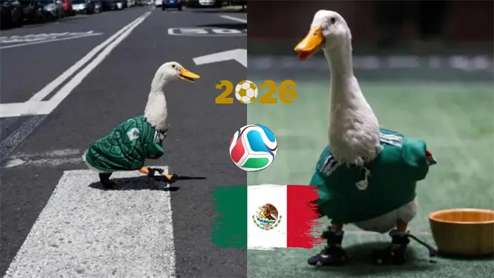 Pato "Merlín", la mascota no oficial del Mundial que adoptaron los mexicanos y ahora es embajador del evento Pato "Merlín", la mascota no oficial del Mundial que adoptaron los mexicanos y ahora es embajador del evento
