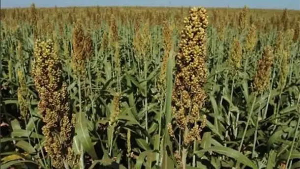 Nota Relacionada de Agro