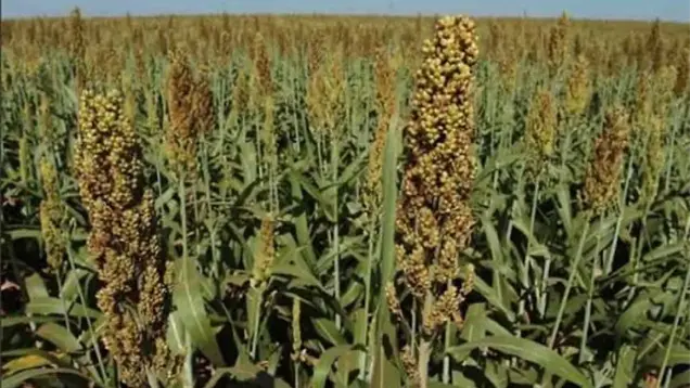 &iexcl;La tierra ya est&aacute; lista! Arrancan siembras en Choix tras las primeras lluvias del temporal