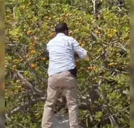 Repartidor de pan de Los Mochis se surte de ciruelas en plena ruta y se vuelve viral