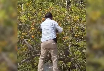 Repartidor de pan de Los Mochis se surte de ciruelas en plena ruta y se vuelve viral