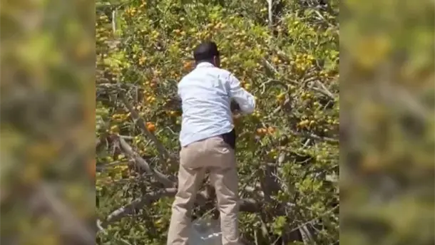 Nota Relacionada de Sinaloa
