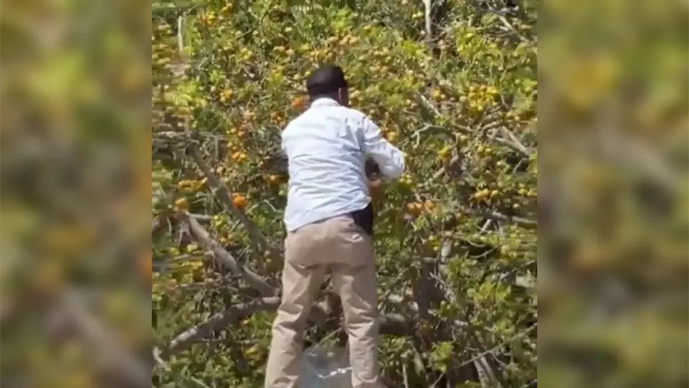 Repartidor de pan de Los Mochis se surte de ciruelas en plena ruta y se vuelve viral