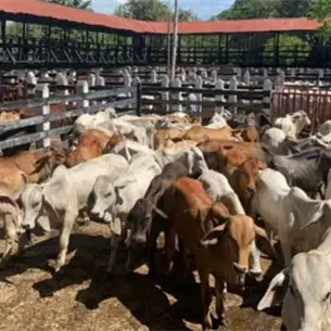 Ganaderos recibir&aacute;n 6 mil pesos por res sacrificado para recuperar estatus zoosanitario de Sinaloa