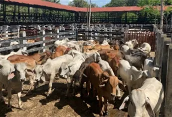 Ganaderos recibirán 6 mil pesos por res sacrificado para recuperar estatus zoosanitario de Sinaloa
