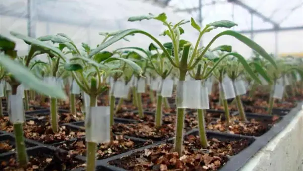 Nota Relacionada de Agro