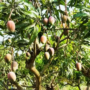 Precio del mango se triplica por baja producción en Sinaloa Precio del mango se triplica por baja producción en Sinaloa