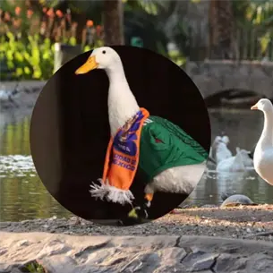 Fiebre por el Pato Merlín llega al Parque Sinaloa; activan medidas de vigilancia Fiebre por el Pato Merlín llega al Parque Sinaloa; activan medidas de vigilancia