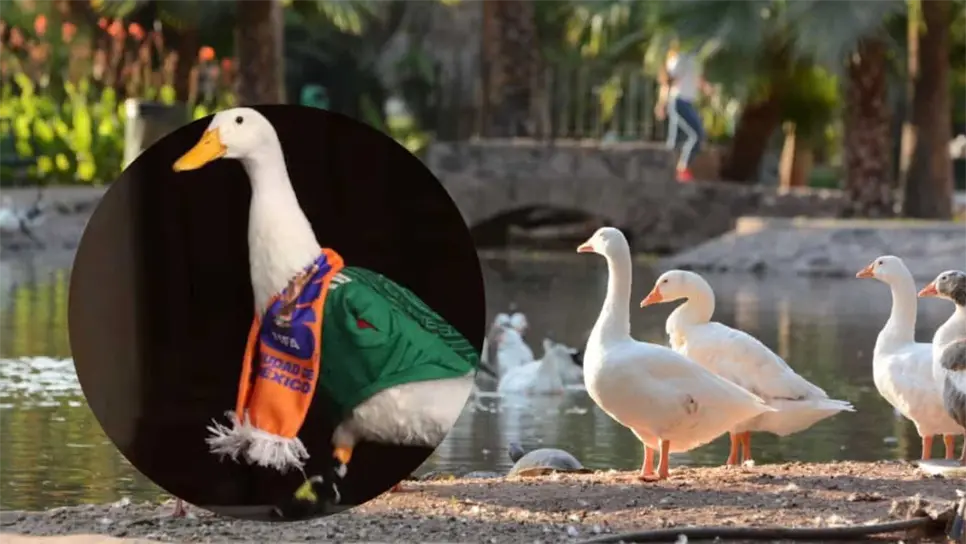 Fiebre por el Pato Merlín llega al Parque Sinaloa; activan medidas de vigilancia