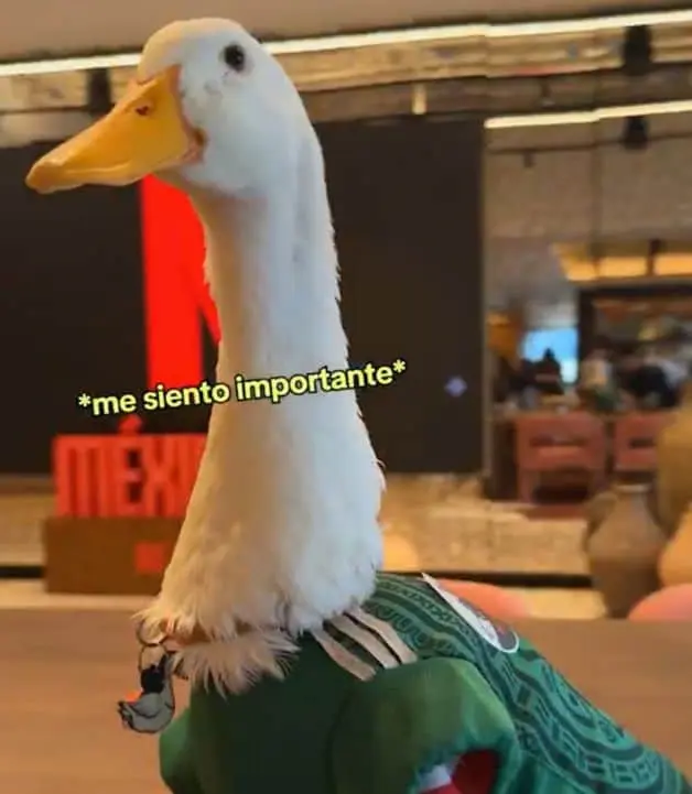 Imagen Placeholder Imagen Placeholder