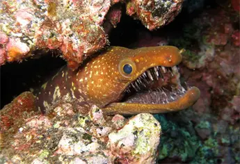 Los monstruos del Mar de Cortés: especies extrañas que habitan frente a las costas de Ahome