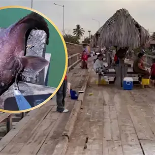 Pescan extraño pez en el puente viejo de El Maviri; está tan raro que da miedo | VIDEO Pescan extraño pez en el puente viejo de El Maviri; está tan raro que da miedo | VIDEO