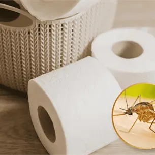 &iquest;C&oacute;mo ahuyentar mosquitos con papel higi&eacute;nico? Truco casero que debes saber