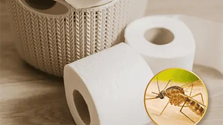 &iquest;C&oacute;mo ahuyentar mosquitos con papel higi&eacute;nico? Truco casero que debes saber