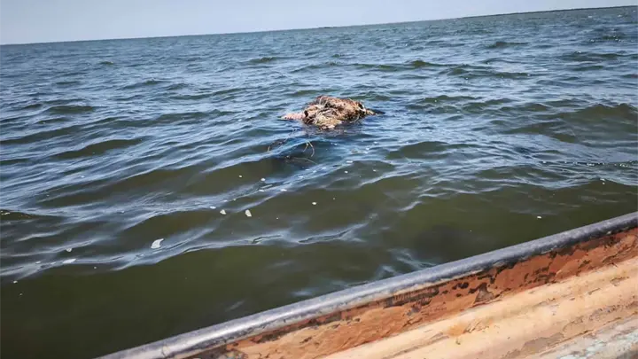 Localizan cuatro cuerpos en la zona de playa del municipio de Navolato