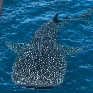 Captan a un enorme tibur&oacute;n ballena en aguas de Topolobampo, en Ahome