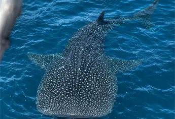 Captan a un enorme tiburón ballena en aguas de Topolobampo, en Ahome