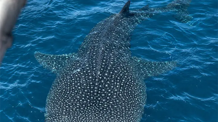 Captan a un enorme tibur&oacute;n ballena en aguas de Topolobampo, en Ahome