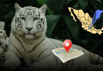 ¿Qué pasó con el tigre de bengala que se escapó en el Edomex? Causó terror entre pobladores