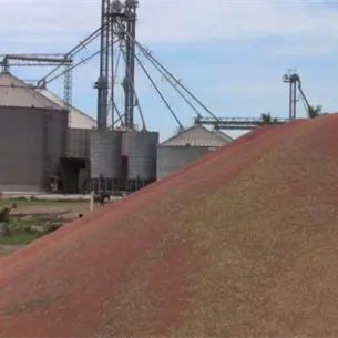 Sorgo de Sinaloa a China: as&iacute; ser&aacute;n los contratos de compra y esquema de comercializaci&oacute;n